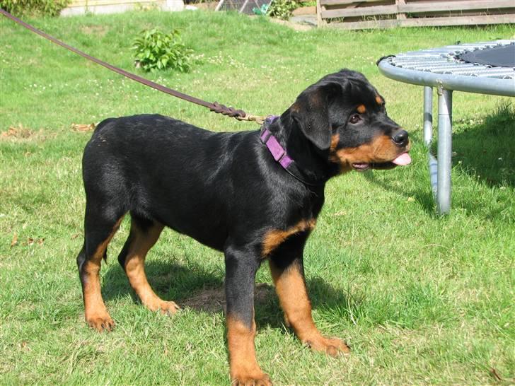 Rottweiler V.Hause Luna's Dark Angel billede 7