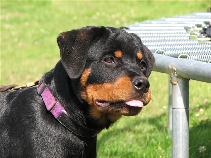 Rottweiler V.Hause Luna's Dark Angel billede 8