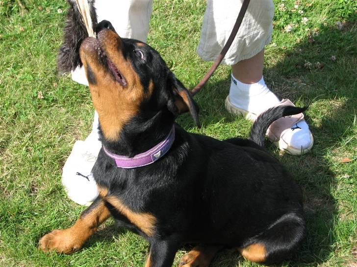 Rottweiler V.Hause Luna's Dark Angel billede 9