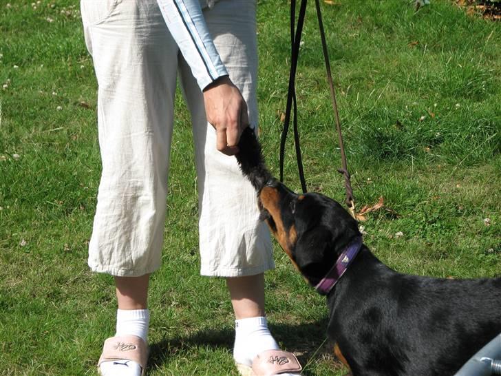 Rottweiler V.Hause Luna's Dark Angel billede 10