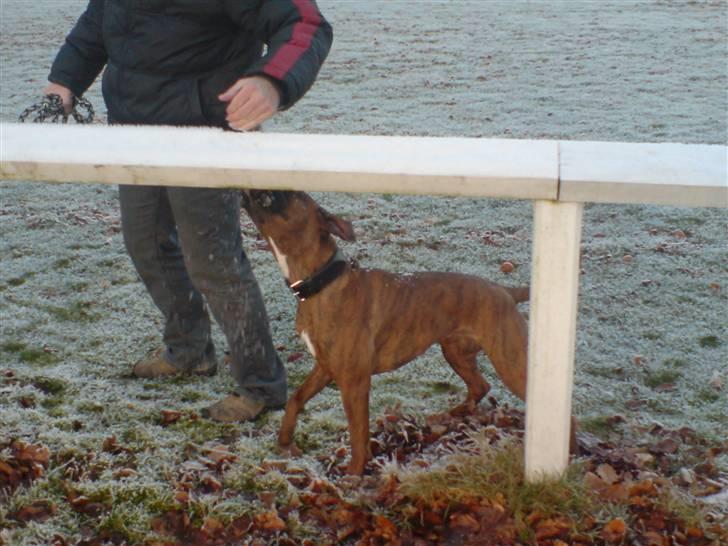 Boxer Zafira *minde* billede 9