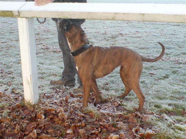 Boxer Zafira *minde* billede 10