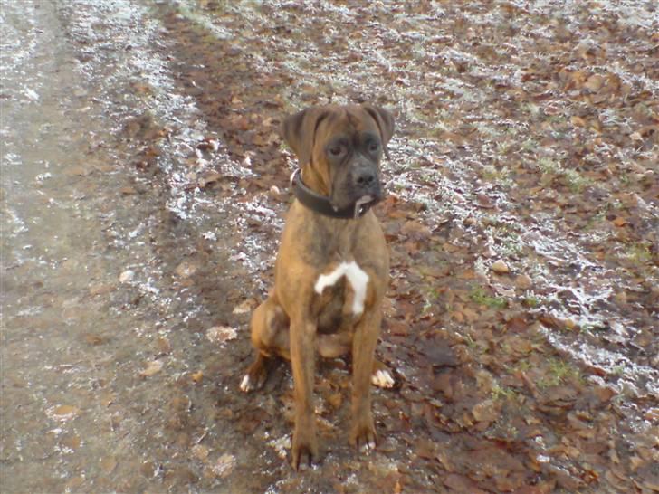 Boxer Zafira *minde* billede 11