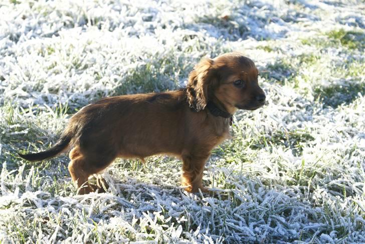 Blanding af racer kiwi billede 10