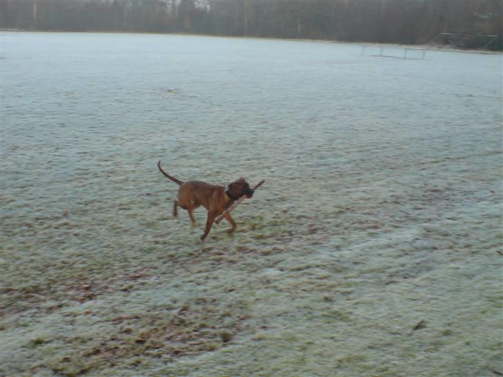 Boxer Zafira *minde* billede 12