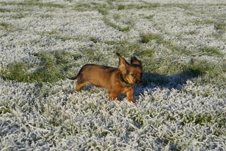 Blanding af racer kiwi billede 12