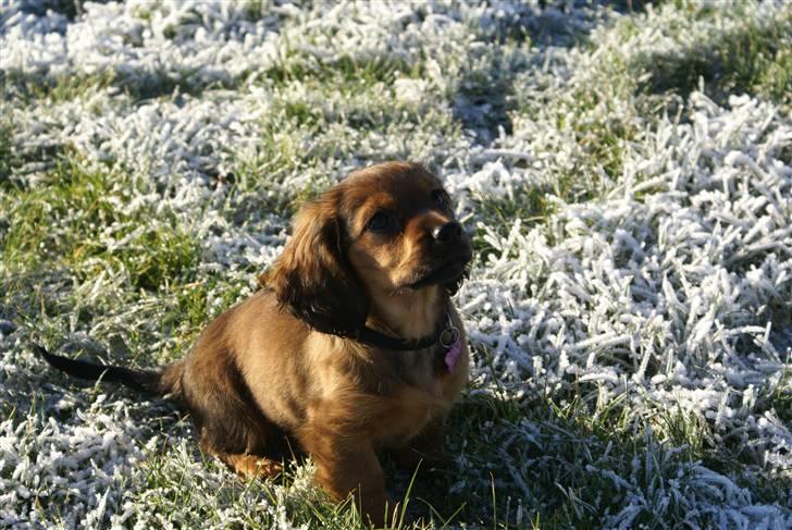 Blanding af racer kiwi billede 13