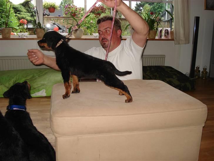 Rottweiler Nord Sea Side Faith *Rip* billede 1