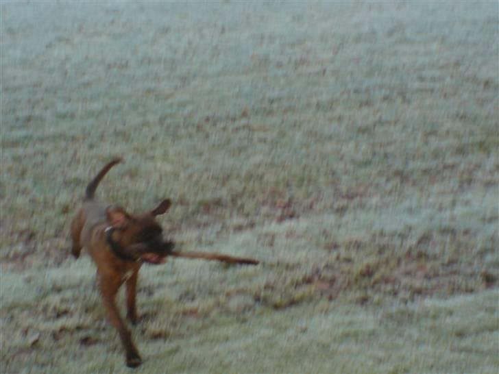 Boxer Zafira *minde* billede 13