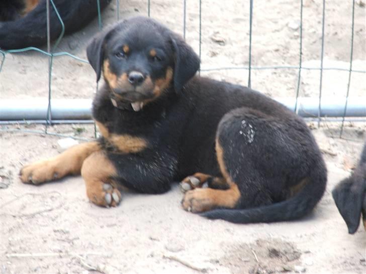 Rottweiler Nord Sea Side Faith *Rip* billede 2