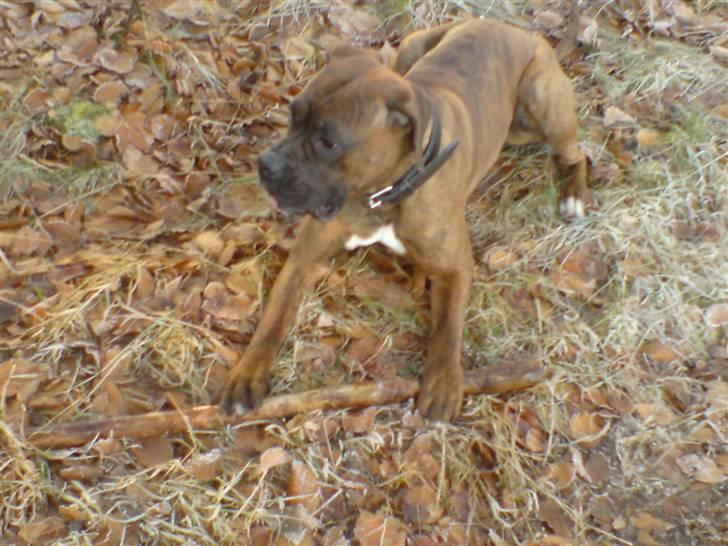 Boxer Zafira *minde* billede 14