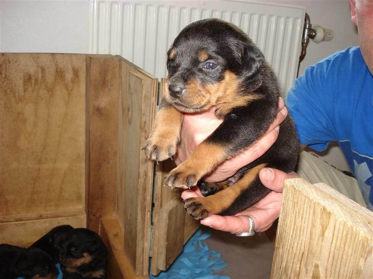 Rottweiler Nord Sea Side Faith *Rip* billede 3
