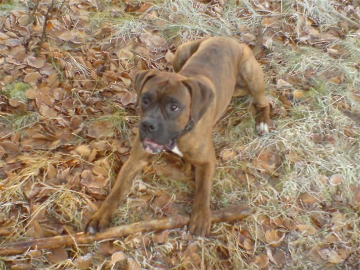 Boxer Zafira *minde* billede 15