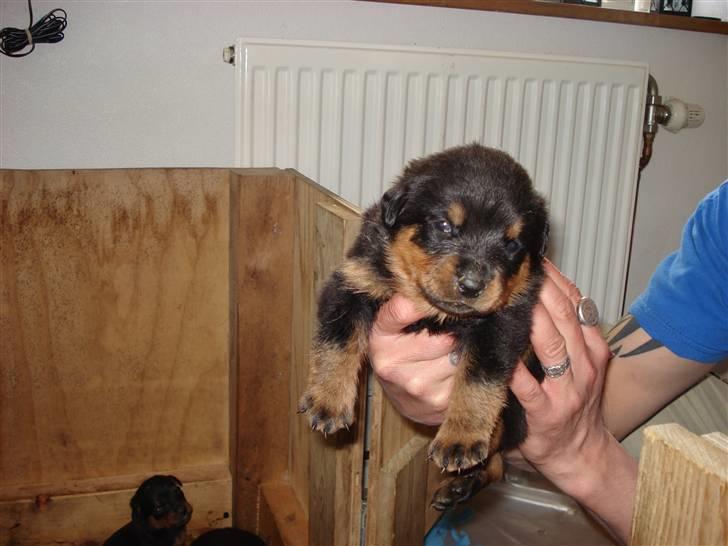 Rottweiler Nord Sea Side Faith *Rip* billede 4