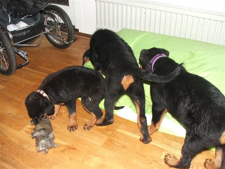 Rottweiler Nord Sea Side Faith *Rip* billede 5