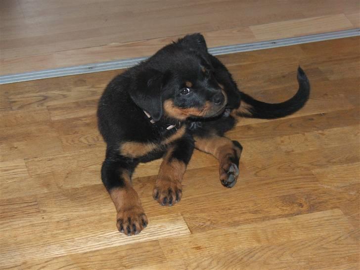 Rottweiler Nord Sea Side Faith *Rip* billede 6