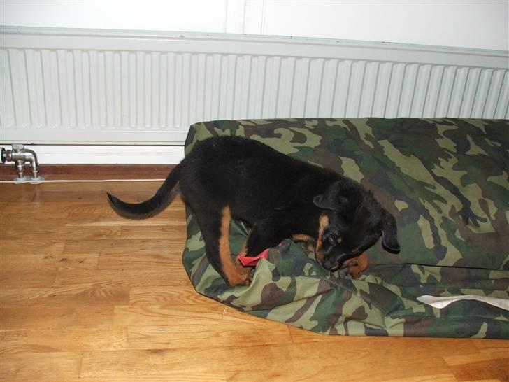 Rottweiler Nord Sea Side Faith *Rip* billede 7