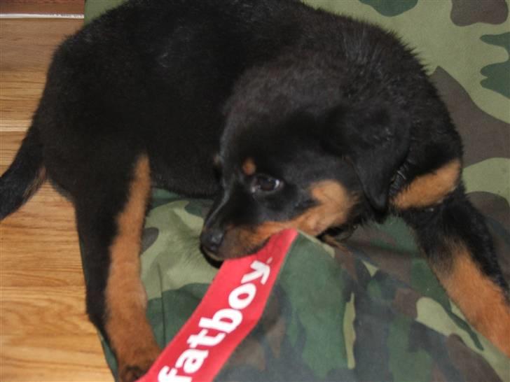 Rottweiler Nord Sea Side Faith *Rip* billede 8