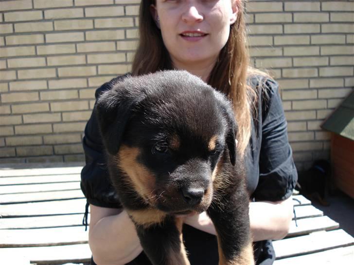 Rottweiler Nord Sea Side Faith *Rip* billede 10