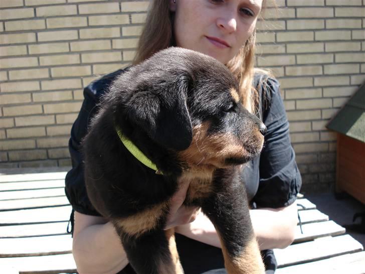 Rottweiler Nord Sea Side Faith *Rip* billede 11