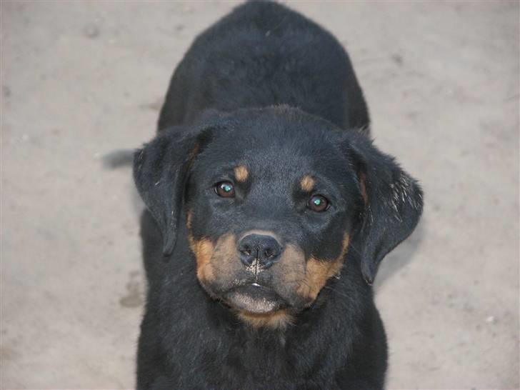 Rottweiler Nord Sea Side Faith *Rip* billede 12