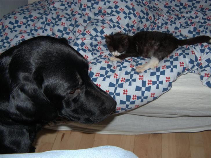 Labrador retriever (formel 1) Julius - Julius sammen med Kipling. billede 7