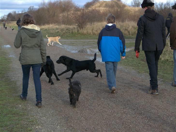 Labrador retriever (formel 1) Julius - "Jaah, en masse hunde at lege med." billede 8