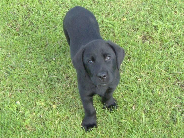 Labrador retriever (formel 1) Julius - Julius som lille. billede 11