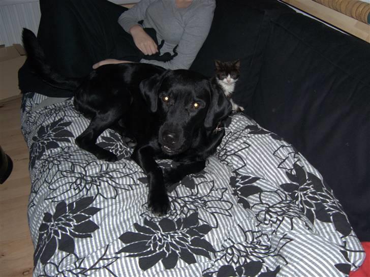 Labrador retriever (formel 1) Julius - Julius og hans gode ven Kipling. billede 12