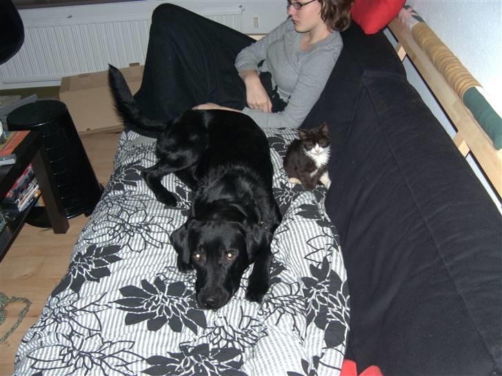 Labrador retriever (formel 1) Julius - Julius sammen med Kipling. billede 13