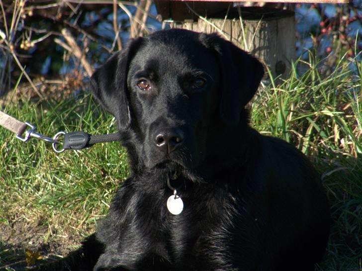 Labrador retriever (formel 1) Julius - "Er jeg ikke bare flot?" billede 14