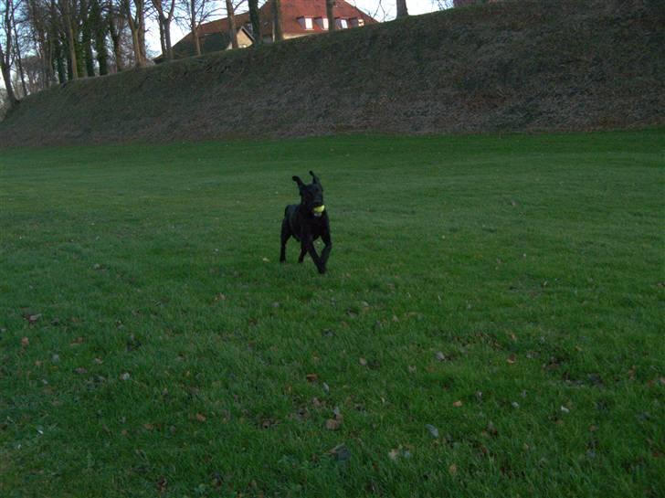 Labrador retriever (formel 1) Julius - Fjollede ører. billede 15