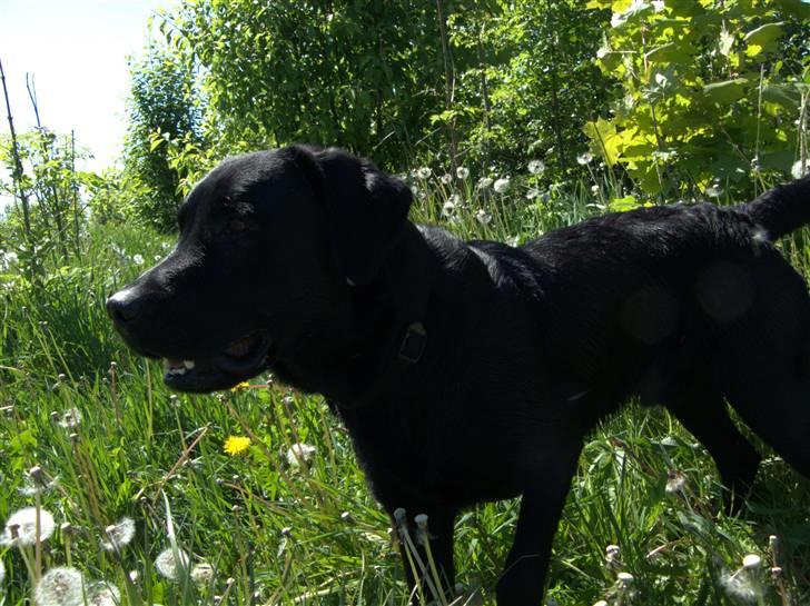 Labrador retriever (formel 1) Julius - "Mmmm, hvor her dufter." billede 17