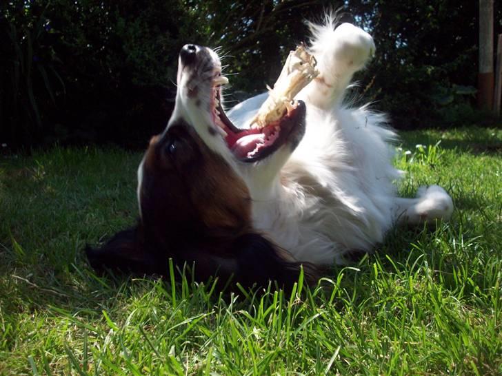 Blanding af racer Balder billede 7