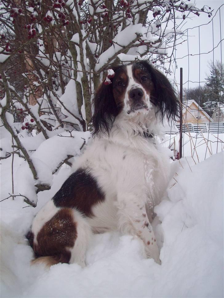 Blanding af racer Balder billede 8