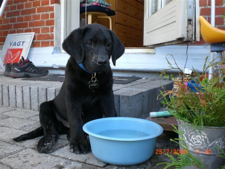 Labrador retriever Frede billede 2