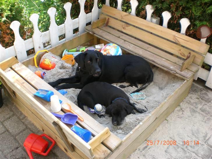 Labrador retriever Frede - mig og mor i sandkassen billede 3