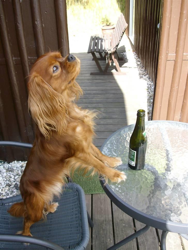 Cavalier king charles spaniel Cavalots Elvis - Elvis nyder vores ferie i sommerhus :) billede 7