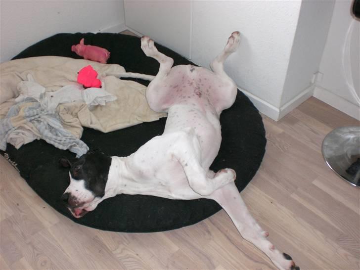 Grand danois GreatBels Yankee (Marcus) - Væltet i kurven...-igen  billede 1