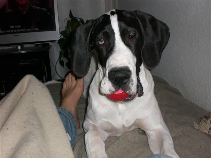 Grand danois GreatBels Yankee (Marcus) - Andre er kan gemme en tennisbold i munden? billede 2