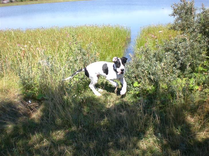 Grand danois GreatBels Yankee (Marcus) - Hvalpen på sin første vandtur billede 3