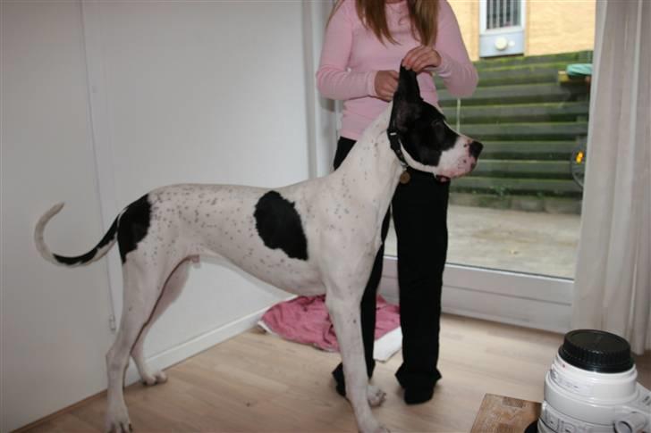 Grand danois GreatBels Yankee (Marcus) - 8 mdr. gammel billede 4