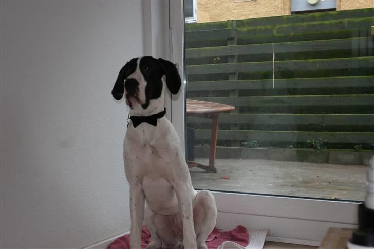 Grand danois GreatBels Yankee (Marcus) - På vej til juleaften. Fint skal det jo være! billede 5