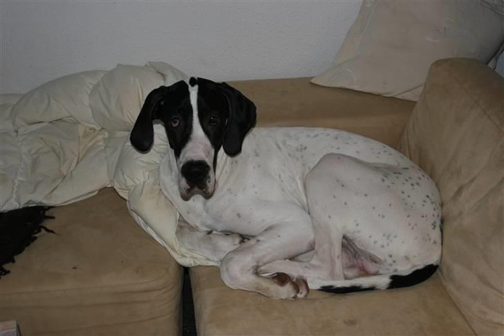 Grand danois GreatBels Yankee (Marcus) - Putte putte putte billede 6