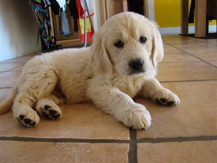 Golden retriever Balou.. - min hunde han er sød>333 billede 1