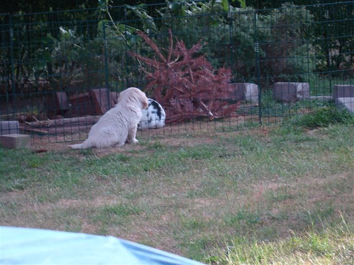 Golden retriever Balou.. - Hvad er det for et dyr???? nåårrr det er en kanin:-) billede 2