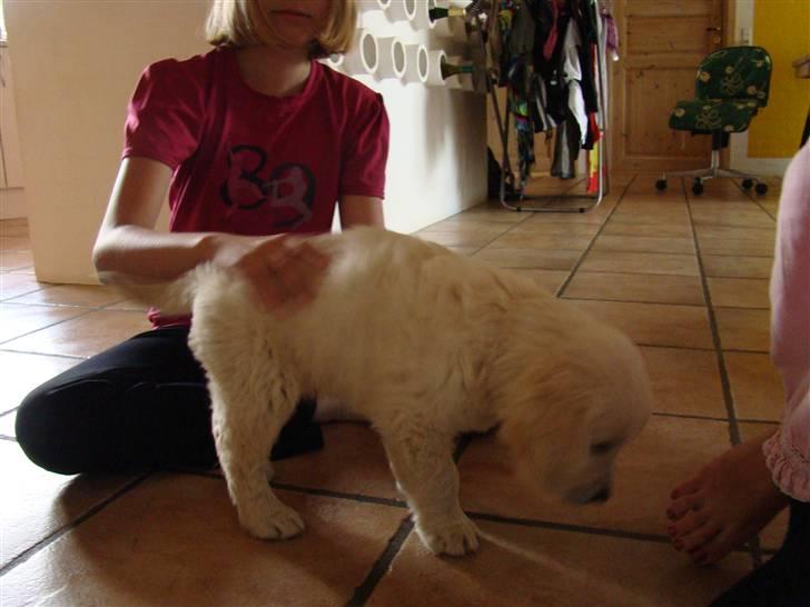 Golden retriever Balou.. - hihi hvad er det??? billede 3