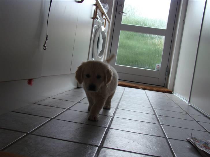 Golden retriever Balou.. - Trip Trap trasko billede 4