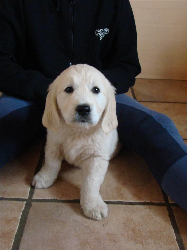 Golden retriever Balou.. - Jubiiii billede 5