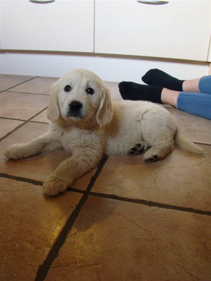 Golden retriever Balou.. - Jeg kigger på Kameraet billede 6